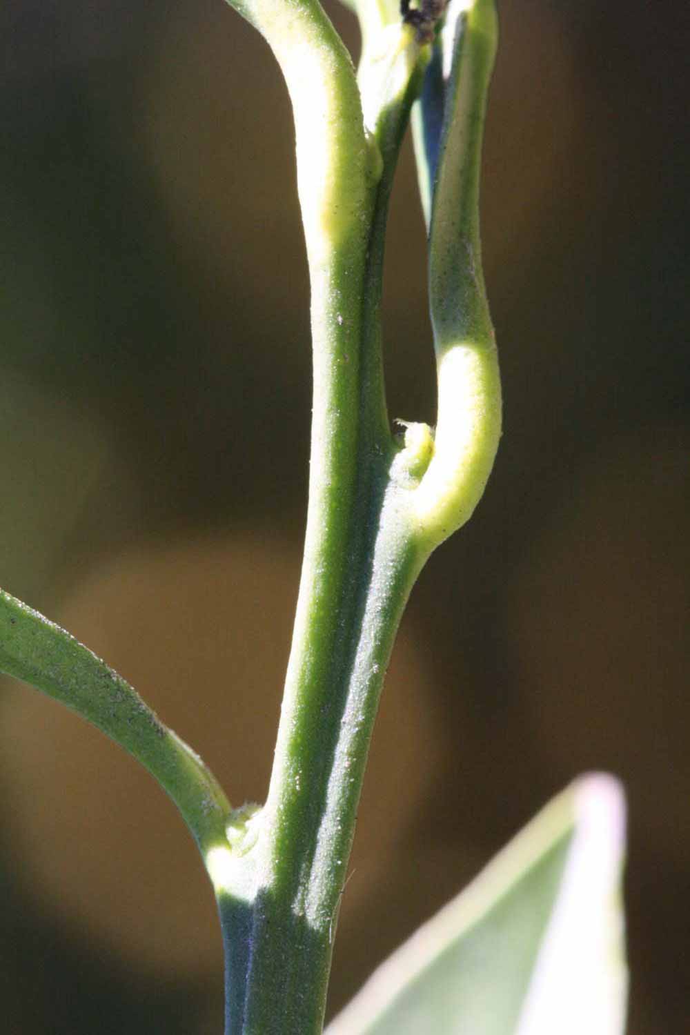              First year twig (Riverside, CA)       